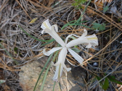 Iris chrysophylla