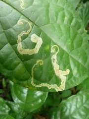 Insecta