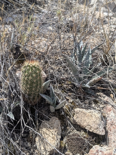 Echinocereus bonkerae
