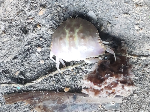 Calappa clypeata observed 2026-04-24