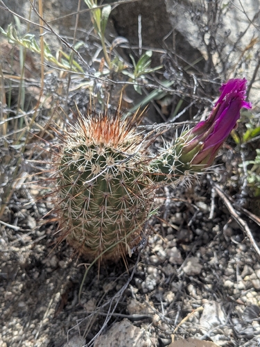 Echinocereus bonkerae