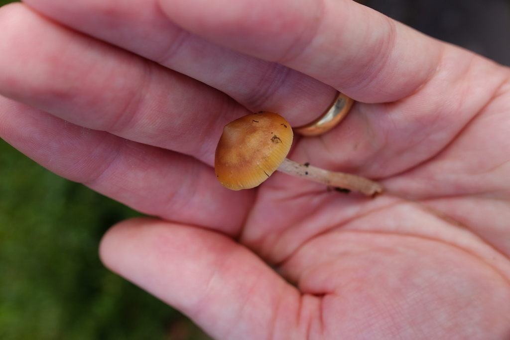 Psilocybe subaeruginosa · April 2026 · photo: © stinkopotamus (iNaturalist, cc-by)