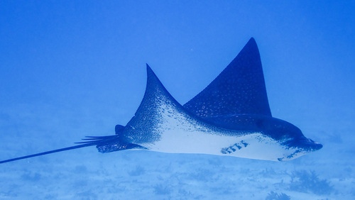 Ocellated Eagle Ray