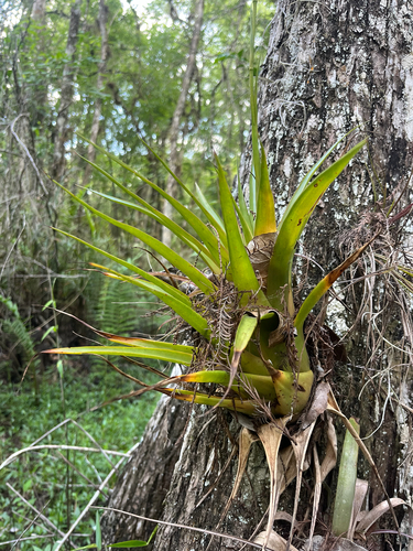 Catopsis floribunda, photograph 2