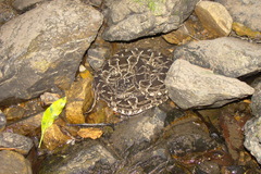 Bothrops pubescens