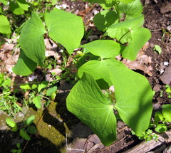 Jeffersonia diphylla