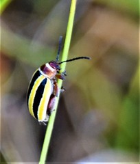 Kuschelina floridana