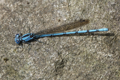 Argia fissa