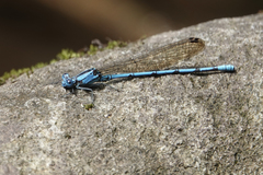 Argia fissa
