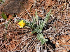 Balsamorhiza sericea
