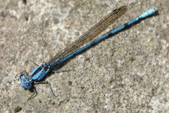 Argia fissa