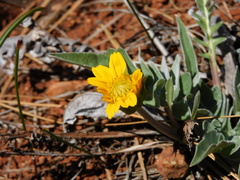 Balsamorhiza sericea