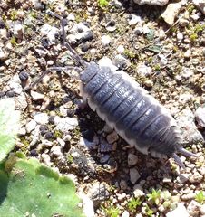Porcellio hoffmannseggii