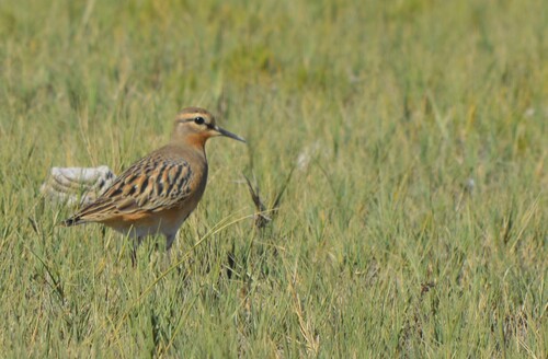 Tawny-throated Dotterel (Oreopholus ruficollis), photo 6