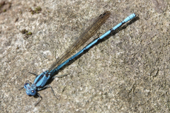 Argia fissa
