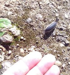 Porcellio hoffmannseggii