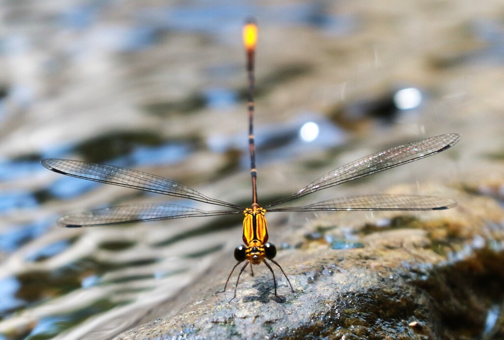 Heteragrion triangulare
