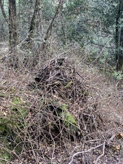 Neotoma fuscipes annectens