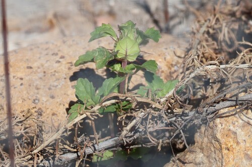 Acanthomintha ilicifolia, photograph 4