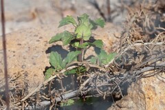 Acanthomintha ilicifolia, photograph (c) Millie Basden, some rights reserved (CC BY)