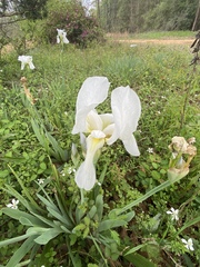 Iris albicans
