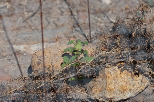 Acanthomintha ilicifolia, photograph 5