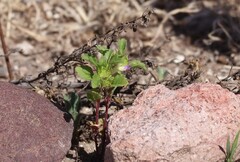 Acanthomintha ilicifolia, photograph (c) Millie Basden, some rights reserved (CC BY)