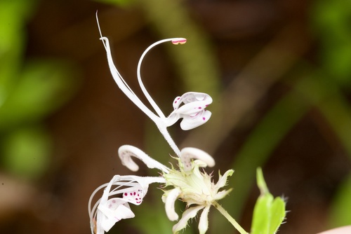 Monarda russeliana, photograph 3