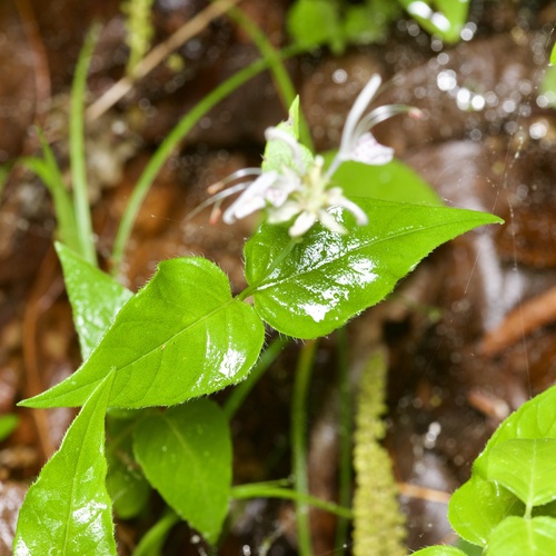 Monarda russeliana, photograph 4