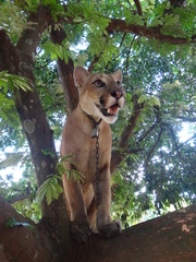 Puma concolor