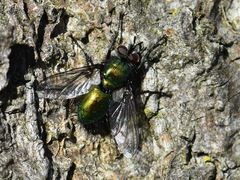 Gymnocheta viridis