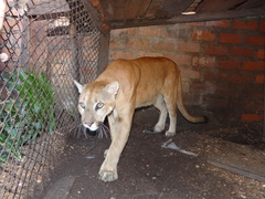 Puma concolor