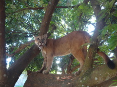 Puma concolor