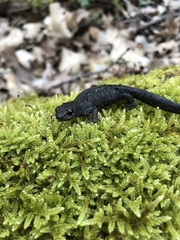 Ichthyosaura alpestris alpestris