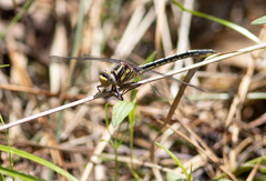 Phanogomphus oklahomensis