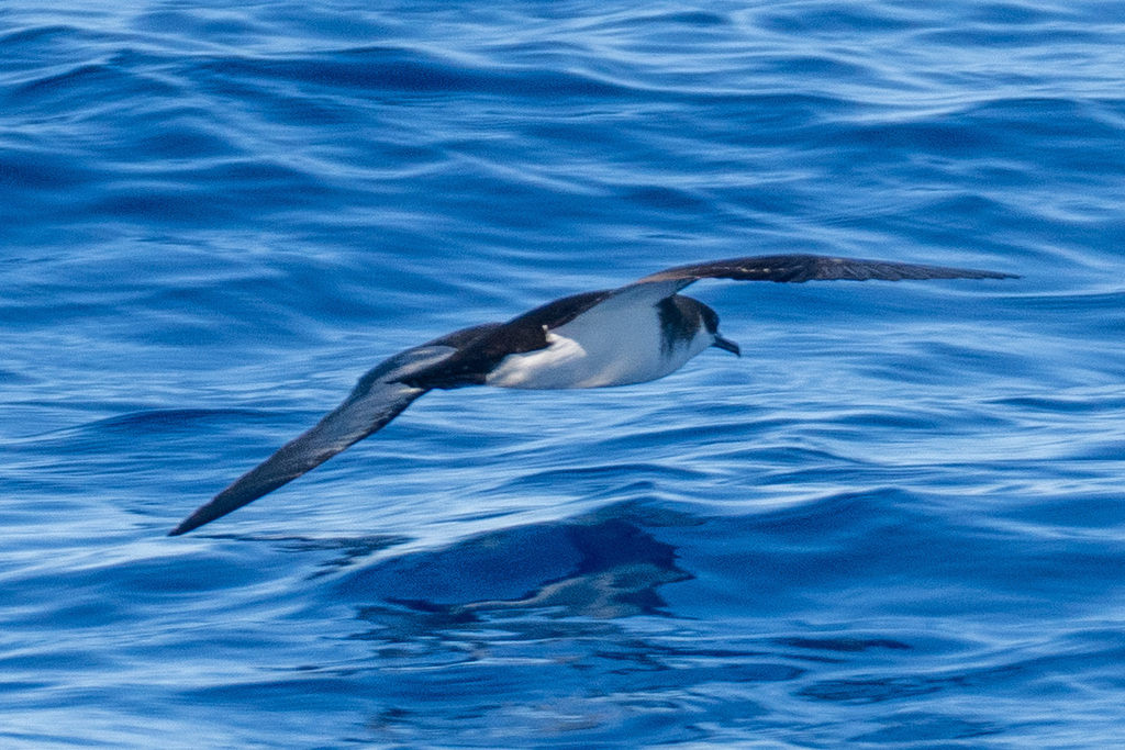 Tropical shearwater banking over blue water, dark above and white below