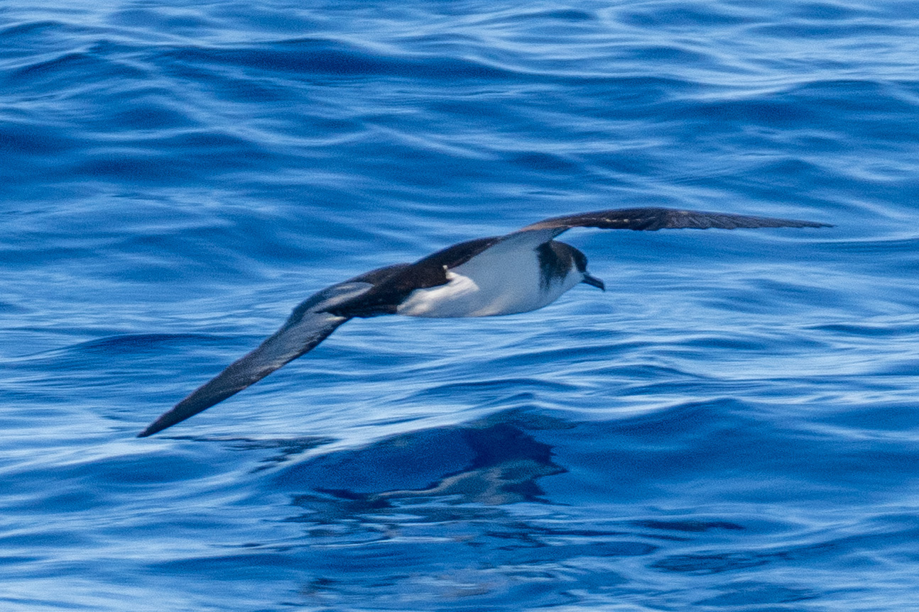 Tropical Shearwater (Puffinus bailloni), photo 1
