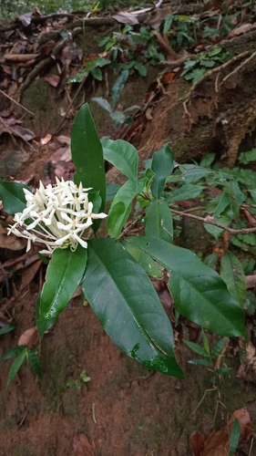 Ixora thwaitesii observed 2026-04-24
