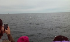 Balaenoptera physalus