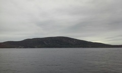 Balaenoptera physalus