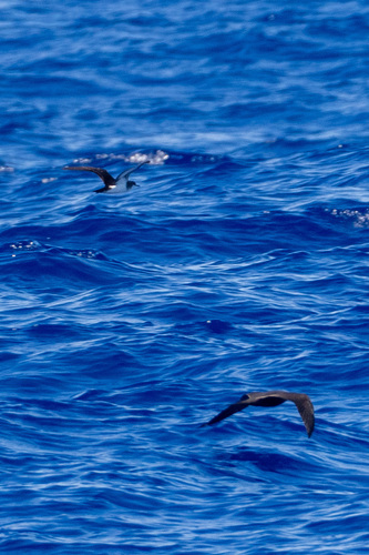 Tropical Shearwater (Puffinus bailloni), photo 10