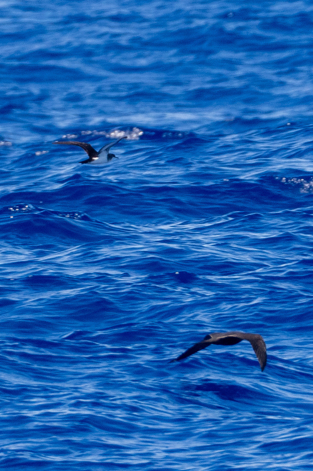 Tropical Shearwater (Puffinus bailloni), photo 3