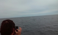 Balaenoptera physalus