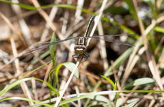 Phanogomphus oklahomensis