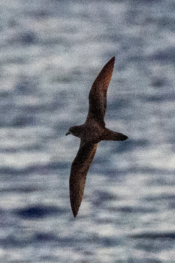 Murphy's Petrel (Pterodroma ultima), photo 2