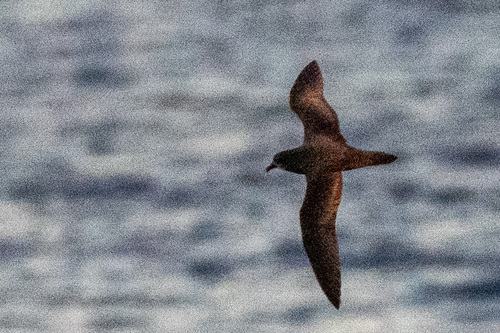 Murphy's Petrel (Pterodroma ultima)