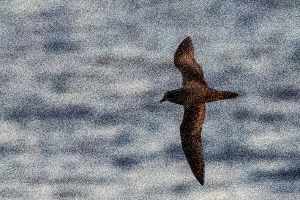 Murphy's Petrel (Pterodroma ultima), photo 1
