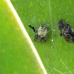 Cyrtophora citricola