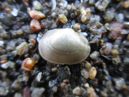 Sphaerium transversum, 2026-04-24