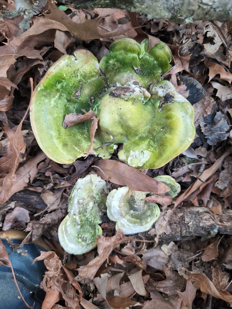 Trametes gibbosa · April 2026 · photo: © sapien (iNaturalist, cc0)